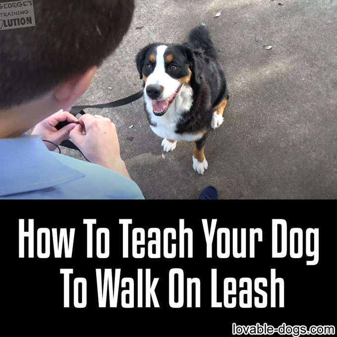 How To Teach Your Dog To Walk On Leash - WP