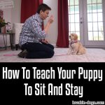 How To Teach Your Puppy To Sit And Stay
