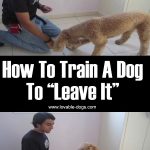How To Train A Dog To “Leave It”