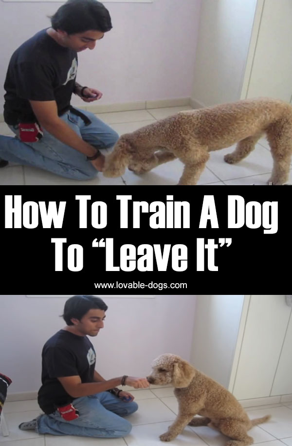 How To Train A Dog To Leave It