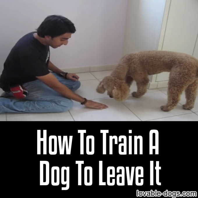 How To Train A Dog To Leave It - WP