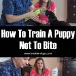How To Train A Puppy Not To Bite