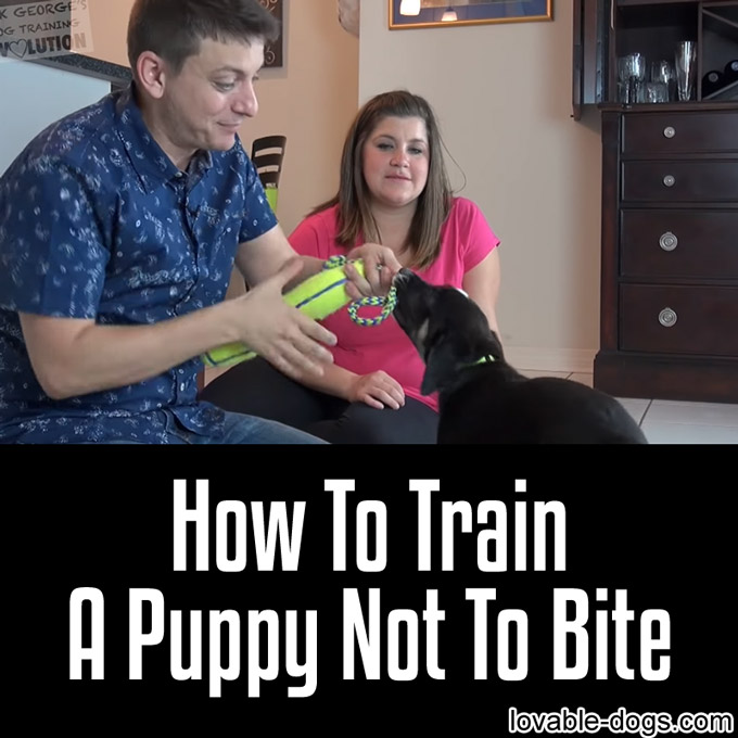 How To Train A Puppy Not To Bite - WP