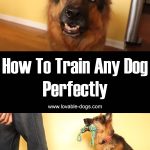 How To Train Any Dog Perfectly
