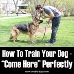 How To Train Your Dog – “Come Here” Perfectly