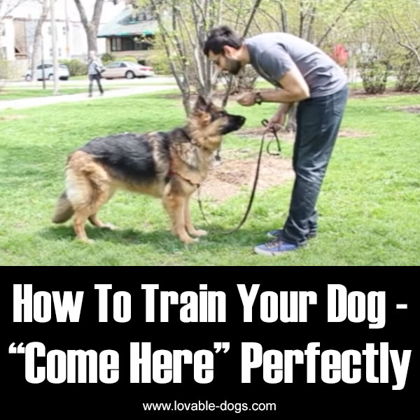 How To Train Your Dog - Come Here Perfectly