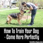 How To Train Your Dog – “Come Here” Perfectly