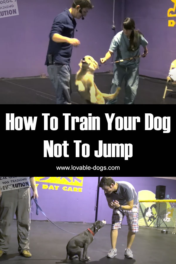 How To Train Your Dog Not To Jump