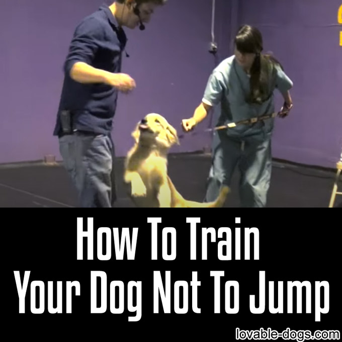 How To Train Your Dog Not To Jump - WP