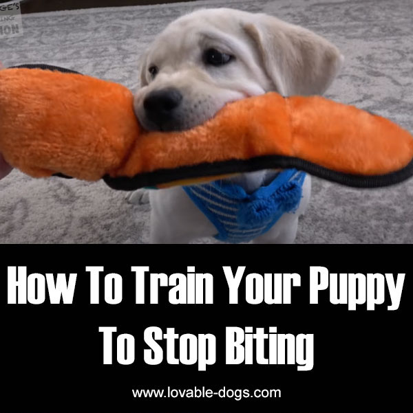How To Train Your Puppy To Stop Biting