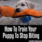 How To Train Your Puppy To Stop Biting