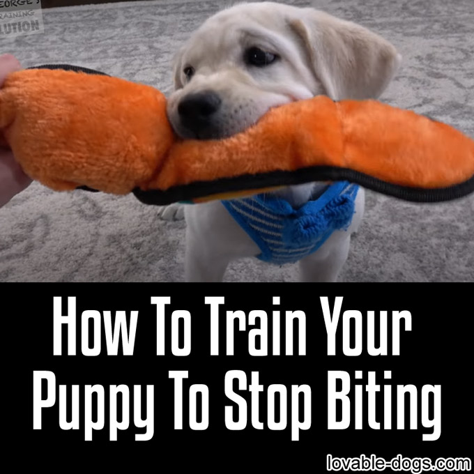 How To Train Your Puppy To Stop Biting - WP