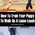 How To Train Your Puppy To Walk On A Loose Leash