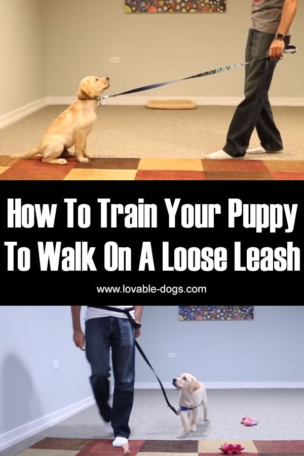 How To Train Your Puppy To Walk On A Loose Leash