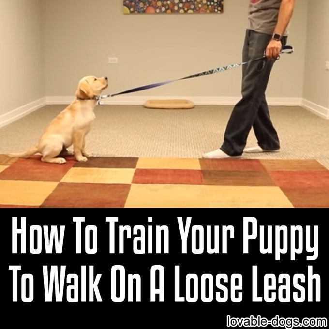 How To Train Your Puppy To Walk On A Loose Leash - WP