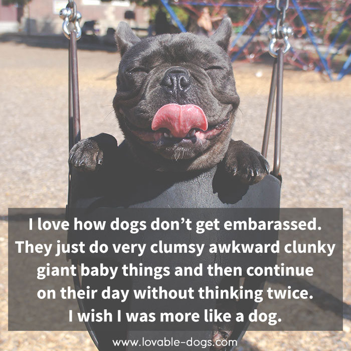 I Love How Dogs Don't Get Embarassed