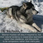 Siberian Huskies Will Obey If Required To, But …