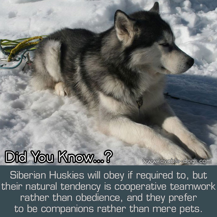 Siberian Huskies Will Obey If Required To, But