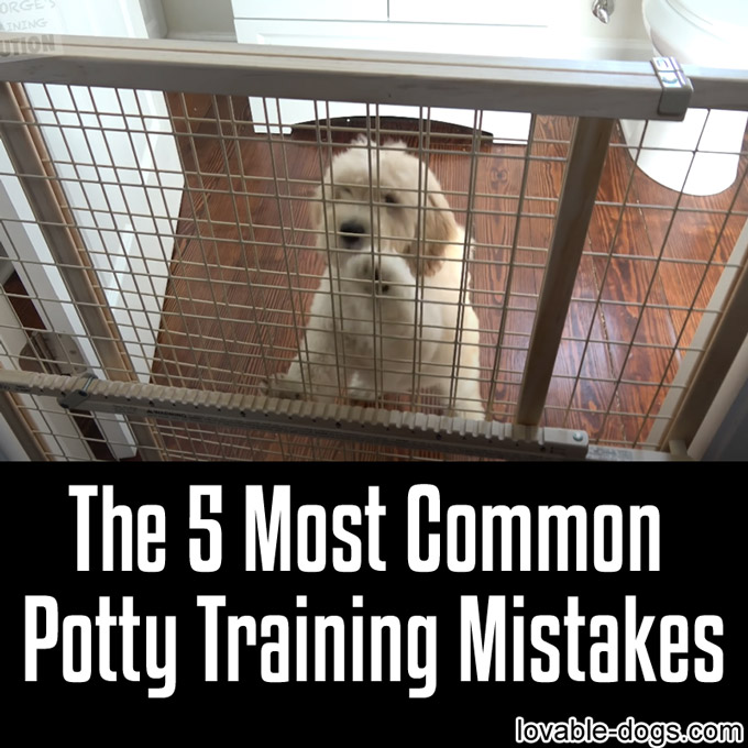 The 5 Most Common Potty Training Mistakes - WP