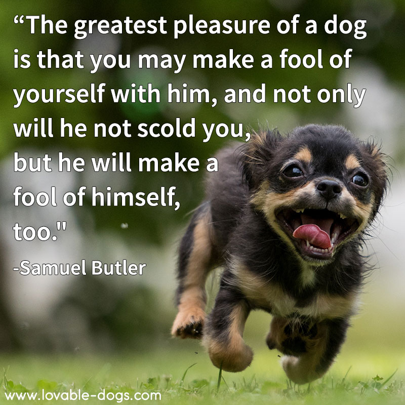 The Greatest Pleasure Of A Dog