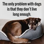 The Only Problem With Dogs