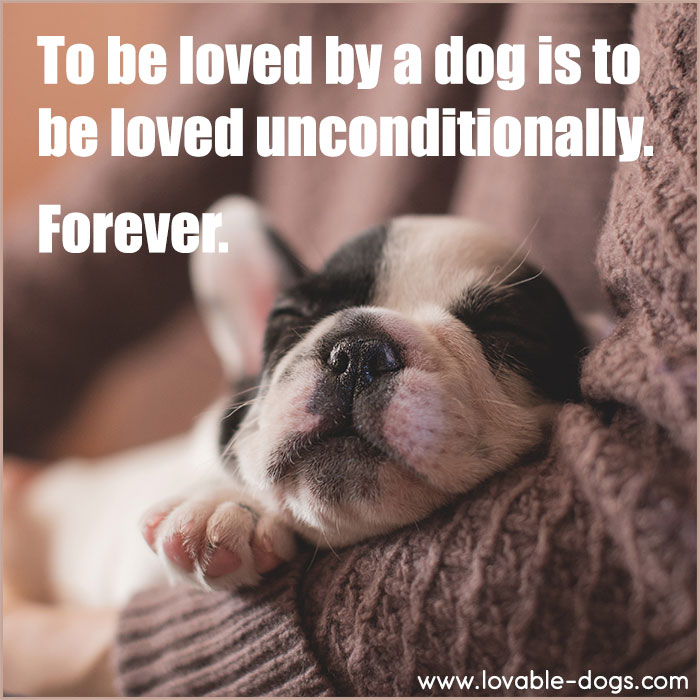 To Be Loved By A Dog
