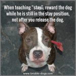 When Teaching Stay, Reward The Dog While He Is Still In The Stay Position