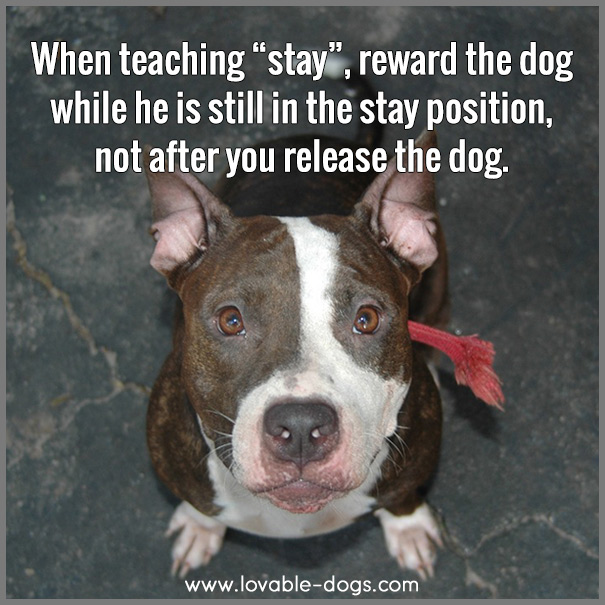 When Teaching Stay, Reward The Dog