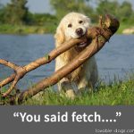 You Said Fetch