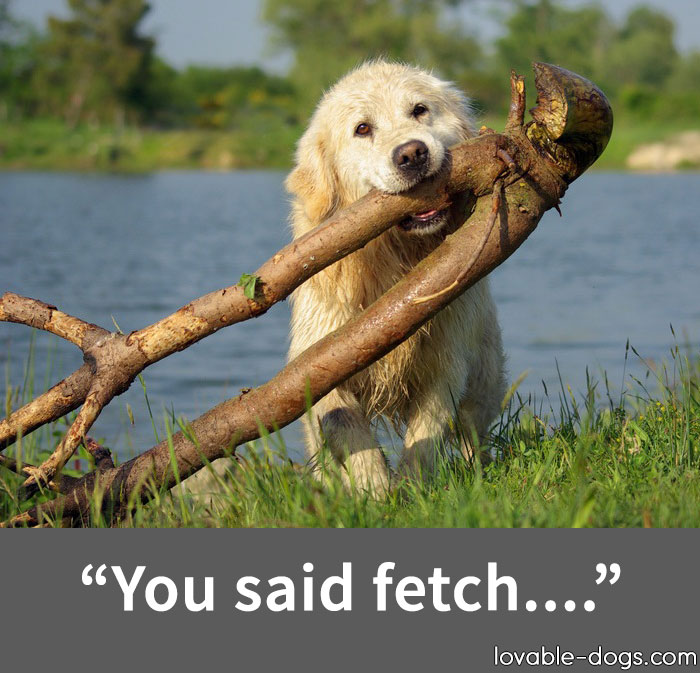 You Said Fetch