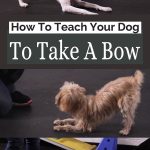 How To Teach Your Dog To Take A Bow